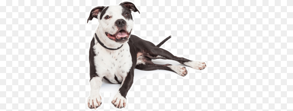 Looking For An American Pit Bull Terrier Puppy Or Dog Pit Bull, Animal, Bulldog, Canine, Mammal Free Png