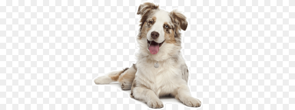Looking For An Australian Shepherd Puppy Or Dog In Godog Dragon With Chew Guard Technology Tough Plush, Animal, Canine, Mammal, Pet Free Transparent Png