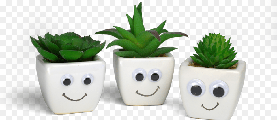 Looking For Torics Nasdaqaveo, Jar, Plant, Planter, Potted Plant Free Png