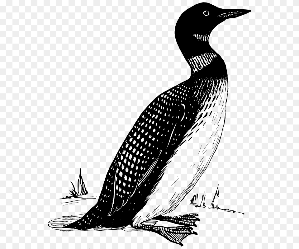 Loon, Gray Png