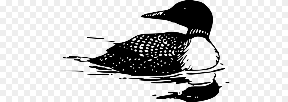 Loon Gray Png