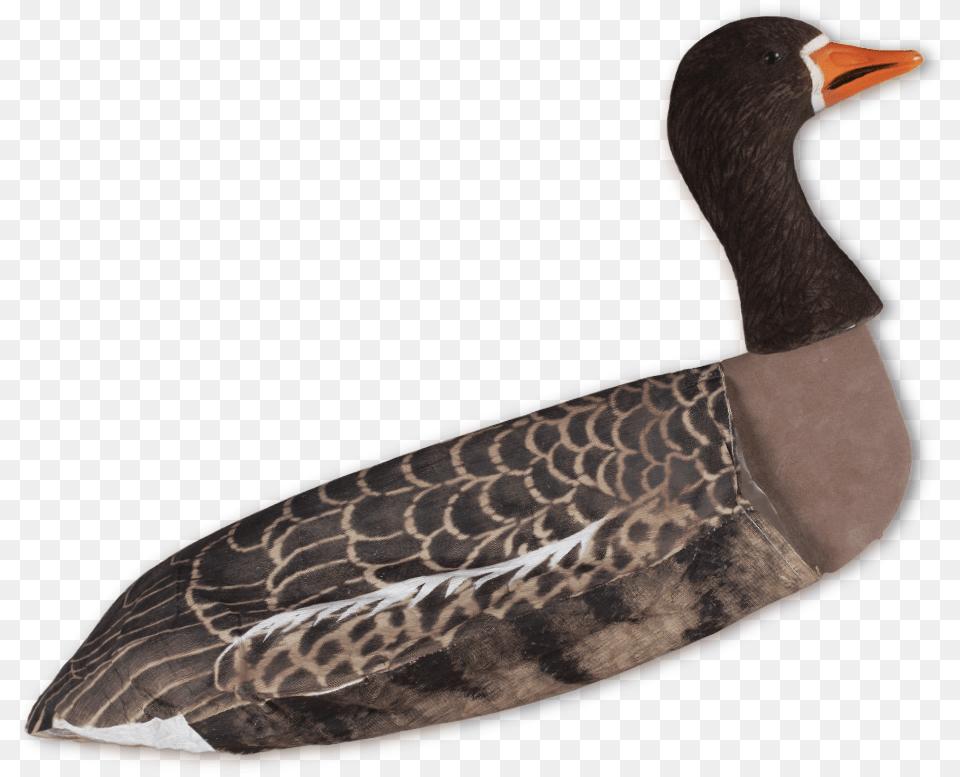 Loon, Animal, Anseriformes, Bird, Waterfowl Png