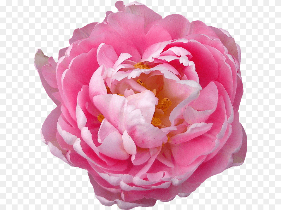 Loose Pink Peony, Flower, Plant, Rose, Carnation Free Transparent Png
