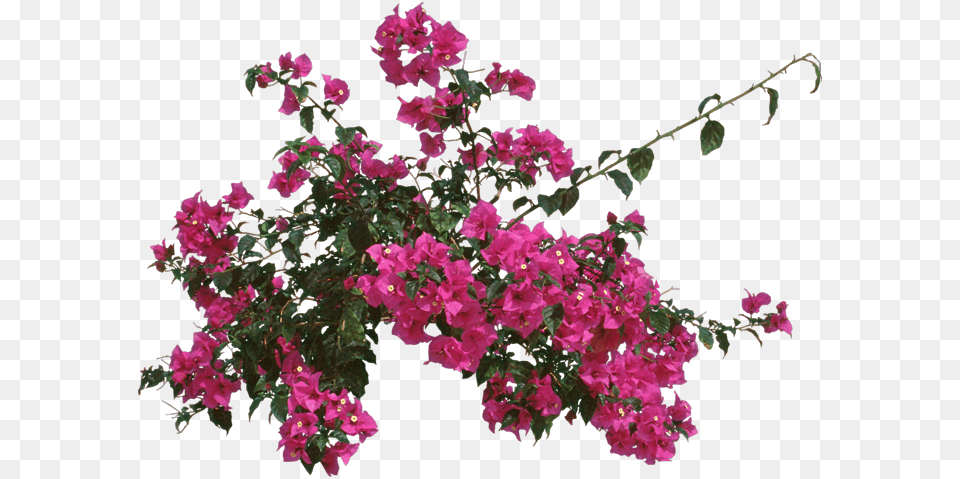 Loosestrife And Pomegranate Family Bougainvillea Top View Psd, Flower, Geranium, Petal, Plant Free Png Download