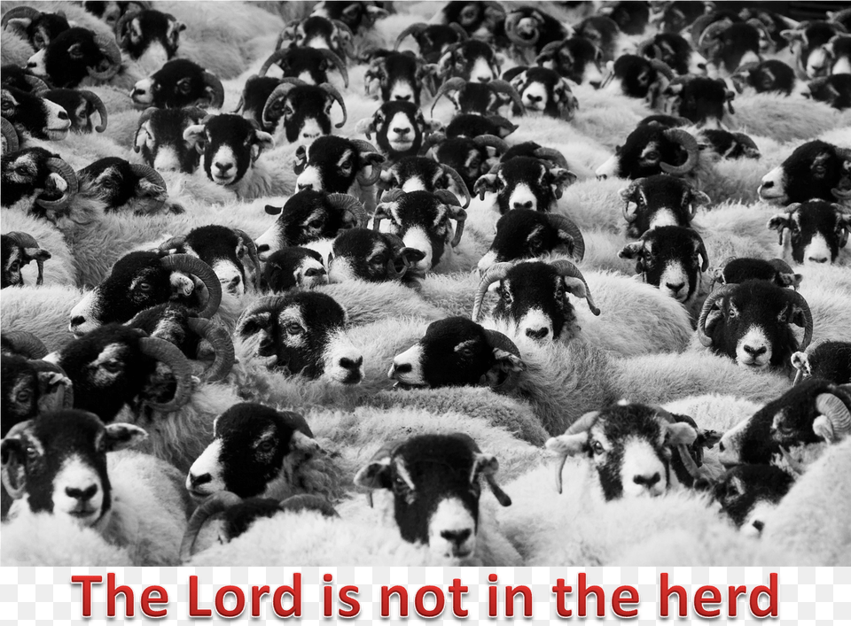 Lord And The Herd Does Counting Sheep Help You Sleep, Animal, Flock, Livestock, Mammal Png