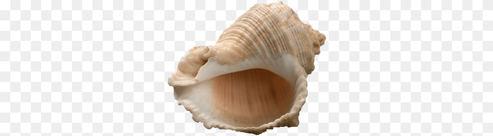 Lord Of The Flies Conch, Animal, Seashell, Seafood, Sea Life Free Png