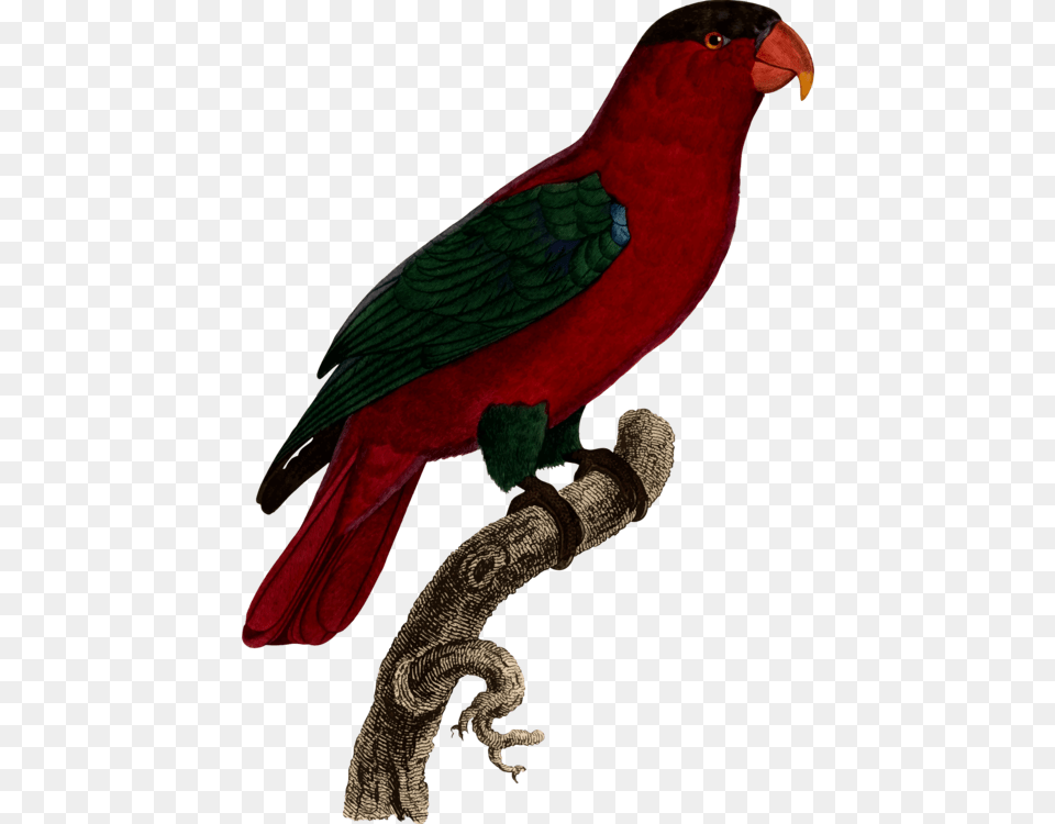 Loriini, Animal, Bird, Beak, Parrot Png Image