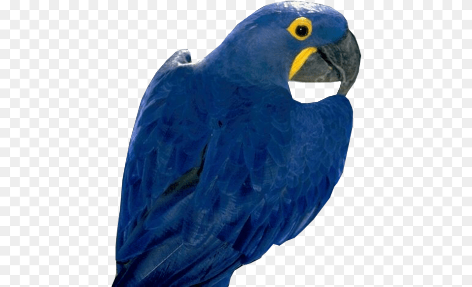 Loro Azul, Animal, Bird, Macaw, Parrot Png Image