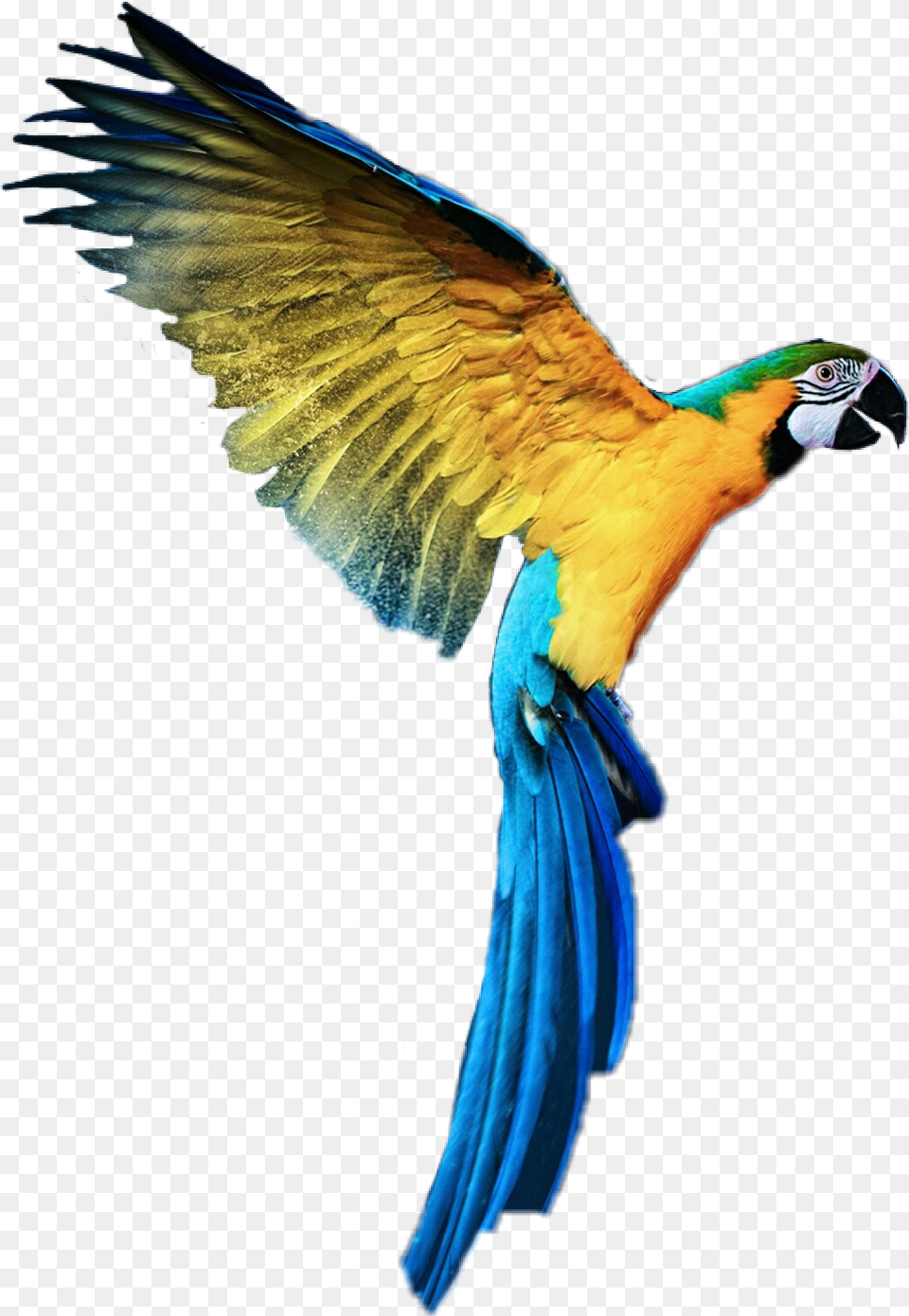 Loros Animales Aves Parrot For Picsart In Hd, Animal, Bird, Macaw Png Image