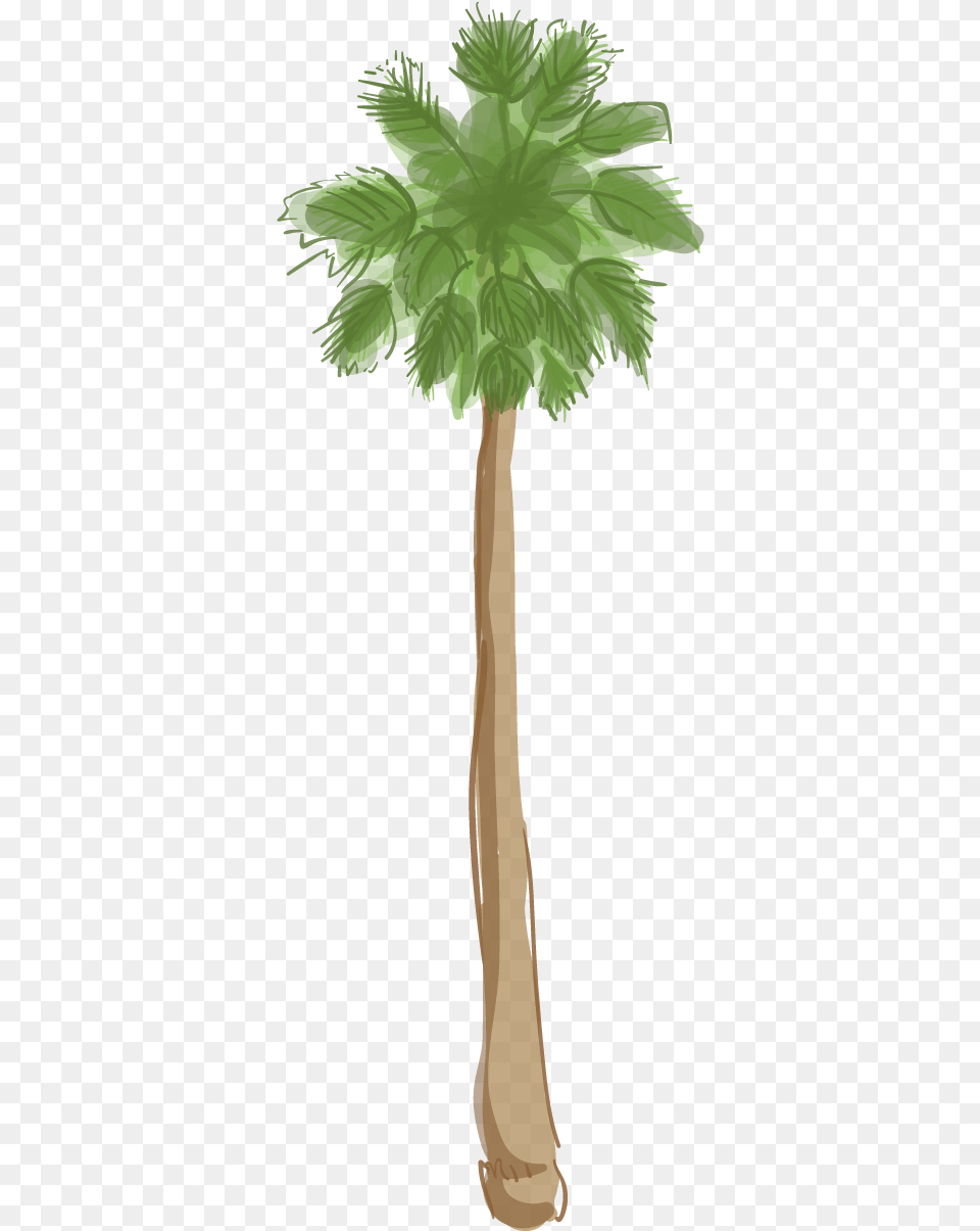 Los Angeles Palm Tree, Palm Tree, Plant, Tree Trunk Free Png