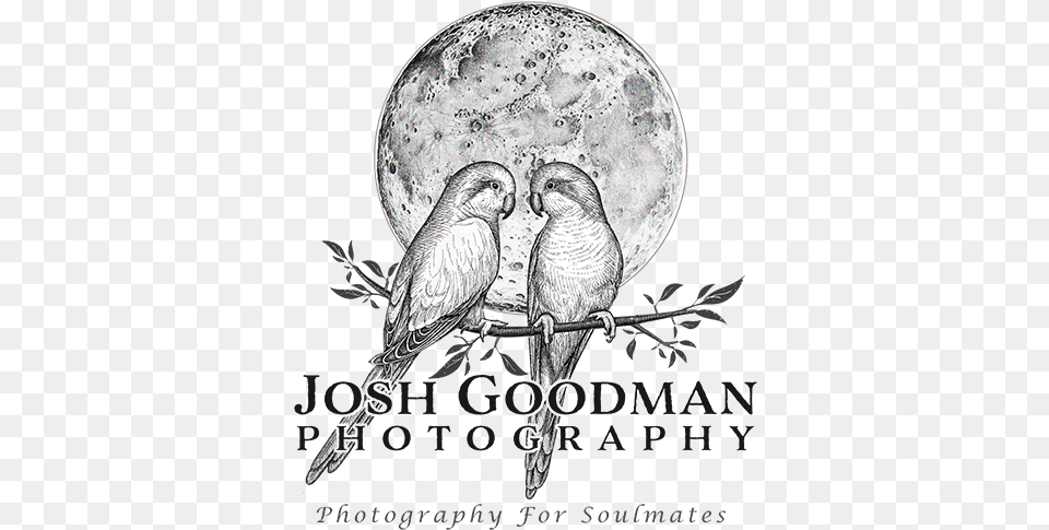 Los Angeles Wedding Photographer Josh Goodman Photography Lovely, Animal, Bird, Nature, Night Free Png