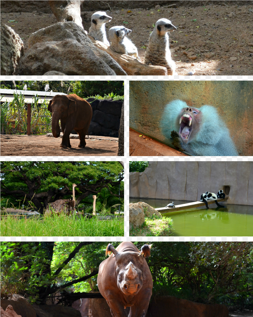 Los Animales Indian Elephant, Animal, Zoo, Wildlife, Monkey Png Image