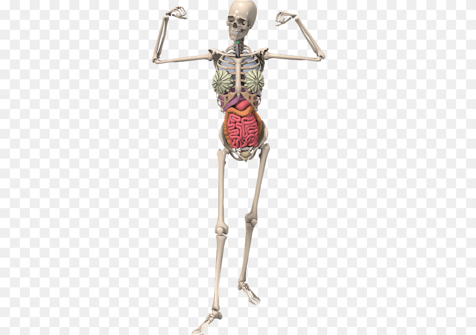 Los Huesos Tambin Se Lesionan Esqueleto Anatomia, Skeleton, Person Png Image