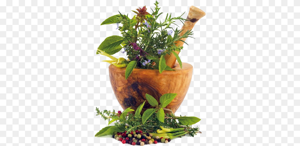 Los Medicamentos Homeopticos Estn Preparados A Partir Natural Cures Herbal Medicine For Natural Remedies, Herbs, Plant Png Image