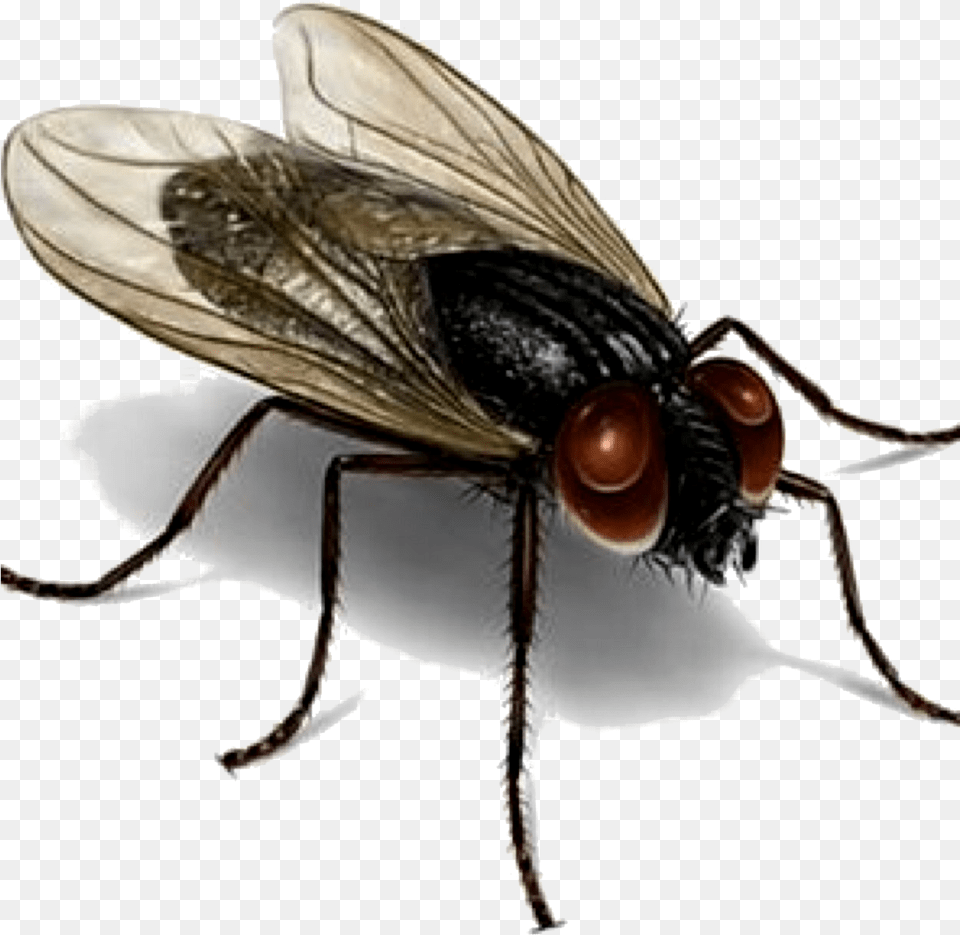 Los Organismos Patgenos Son Recolectados Por Las Moscas House Fly, Animal, Insect, Invertebrate Free Png Download