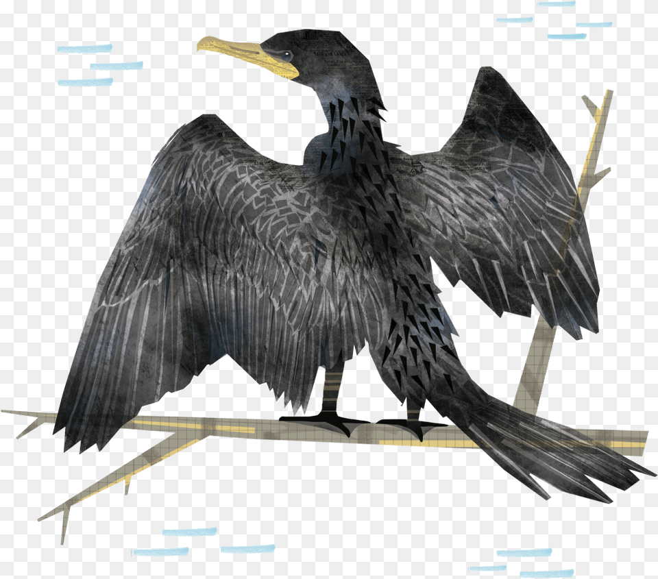 Los Pjaros De Un Pas De Una Regin Son Parte De Double Crested Cormorant, Animal, Bird, Waterfowl Free Transparent Png