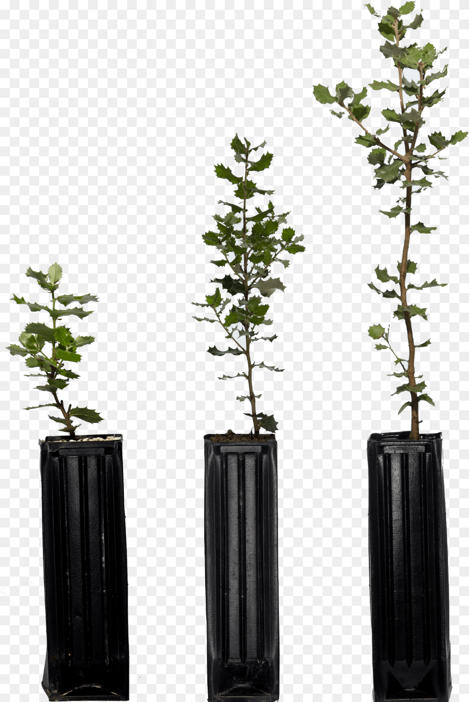Los Plantones De Dos Son Ms Resistentes A Las Houseplant, Flower, Pottery, Potted Plant, Planter Png Image