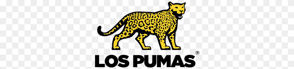 Los Pumas Rugby Logo, Animal, Cheetah, Mammal, Wildlife Free Transparent Png