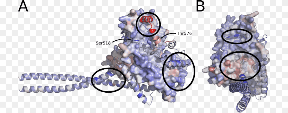 Loss Of Function And Gain Of Function Between Merlin Cartoon, Accessories, Gemstone, Jewelry, Ct Scan Free Png Download