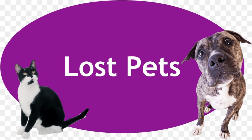Lost And Found Pets Banner, Animal, Canine, Dog, Mammal Free Png