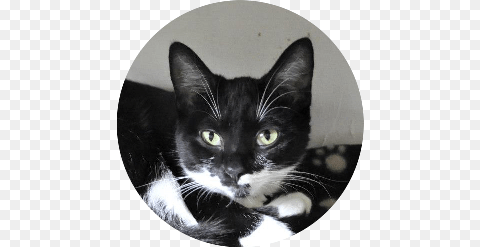 Lost Cats Black Cat, Fisheye, Person, Photography, Animal Free Png Download