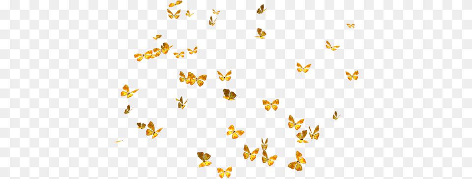Lots Of Butterflies, Flower, Petal, Plant, Animal Free Png Download