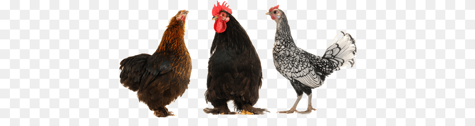 Lots Of Chickens Rabbit And Hen, Animal, Bird, Chicken, Fowl Png Image