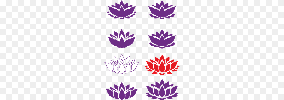 Lotto Dahlia, Flower, Plant, Purple Free Transparent Png