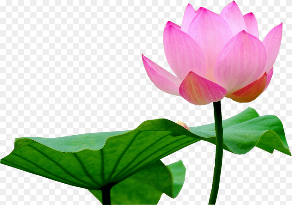 Lotus, Flower, Petal, Plant, Lily Png Image
