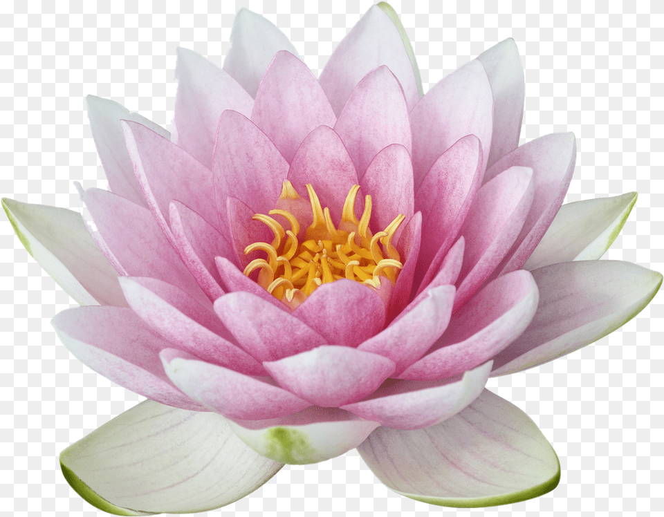 Lotus, Dahlia, Flower, Lily, Plant Free Png