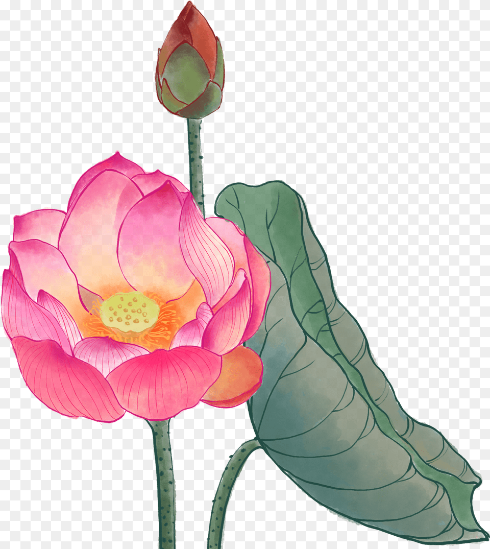 Lotus, Bud, Flower, Petal, Plant Free Transparent Png