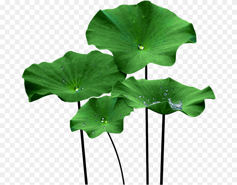 Lotus, Green, Leaf, Plant, Flower Png