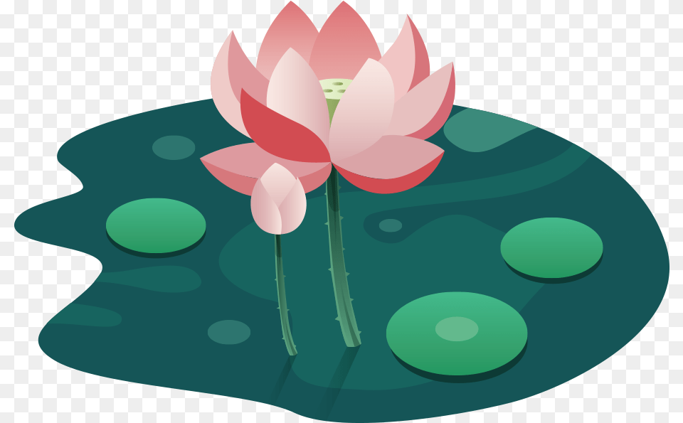 Lotus, Flower, Petal, Plant, Lily Png Image