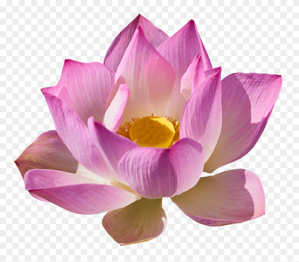 Lotus Flower, Petal, Plant, Dahlia Free Png