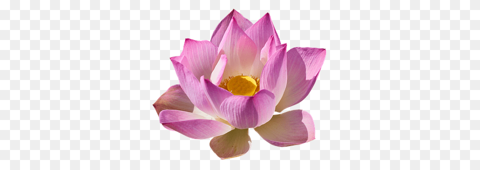 Lotus Flower, Petal, Plant, Lily Free Transparent Png