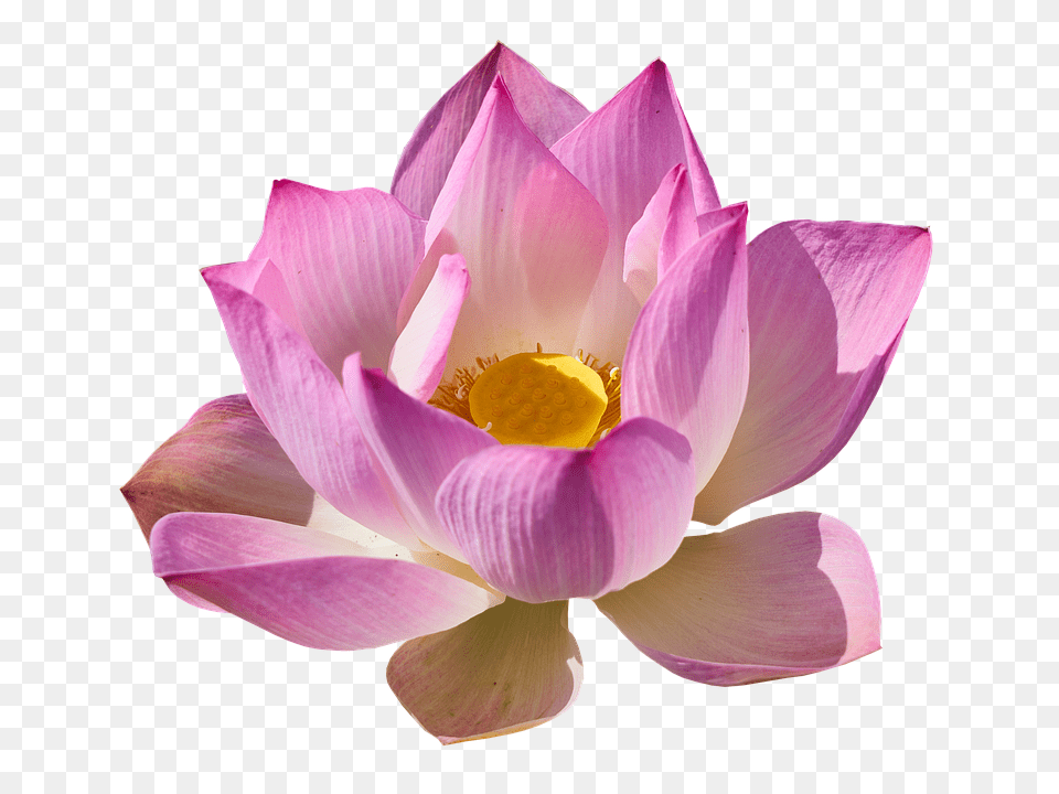 Lotus Flower, Petal, Plant, Dahlia Png
