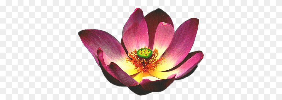 Lotus Anther, Flower, Petal, Plant Free Png Download