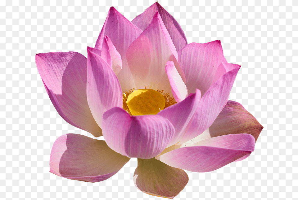 Lotus Background, Flower, Petal, Plant, Rose Png