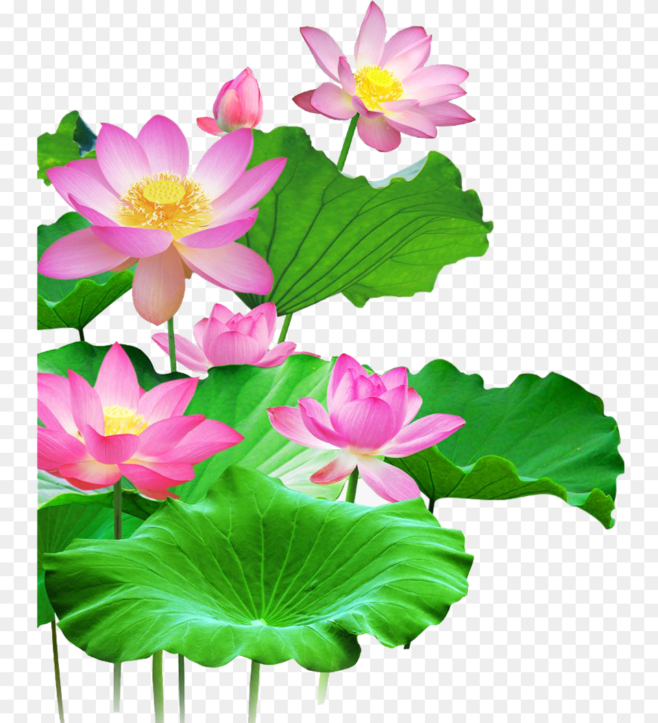 Lotus Background, Flower, Plant, Lily, Petal Free Transparent Png