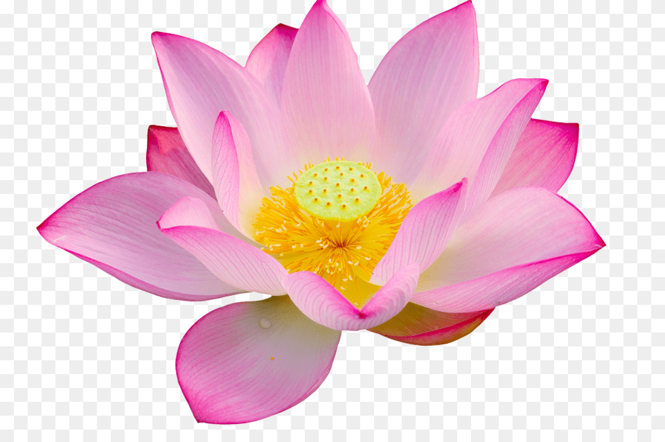 Lotus Big Size Transparent Background Lotus Hd, Flower, Petal, Plant, Dahlia Free Png Download