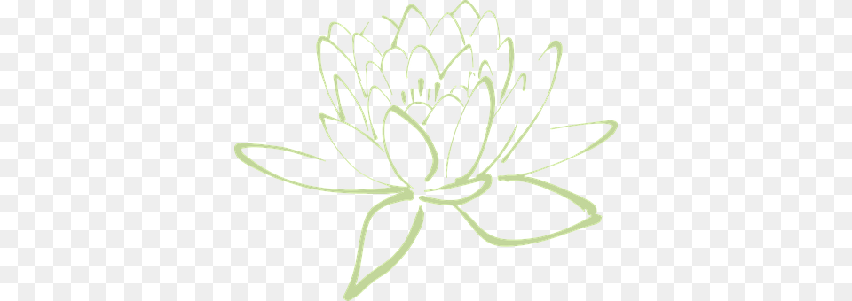 Lotus Blossom Accessories, Jewelry, Flower, Plant Png Image