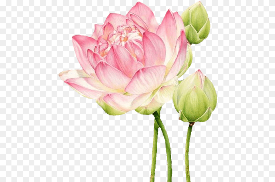 Lotus Botanicalillustration Pink Flowers Art Cveti Botanical Illustration Lotus, Bud, Dahlia, Flower, Petal Free Transparent Png