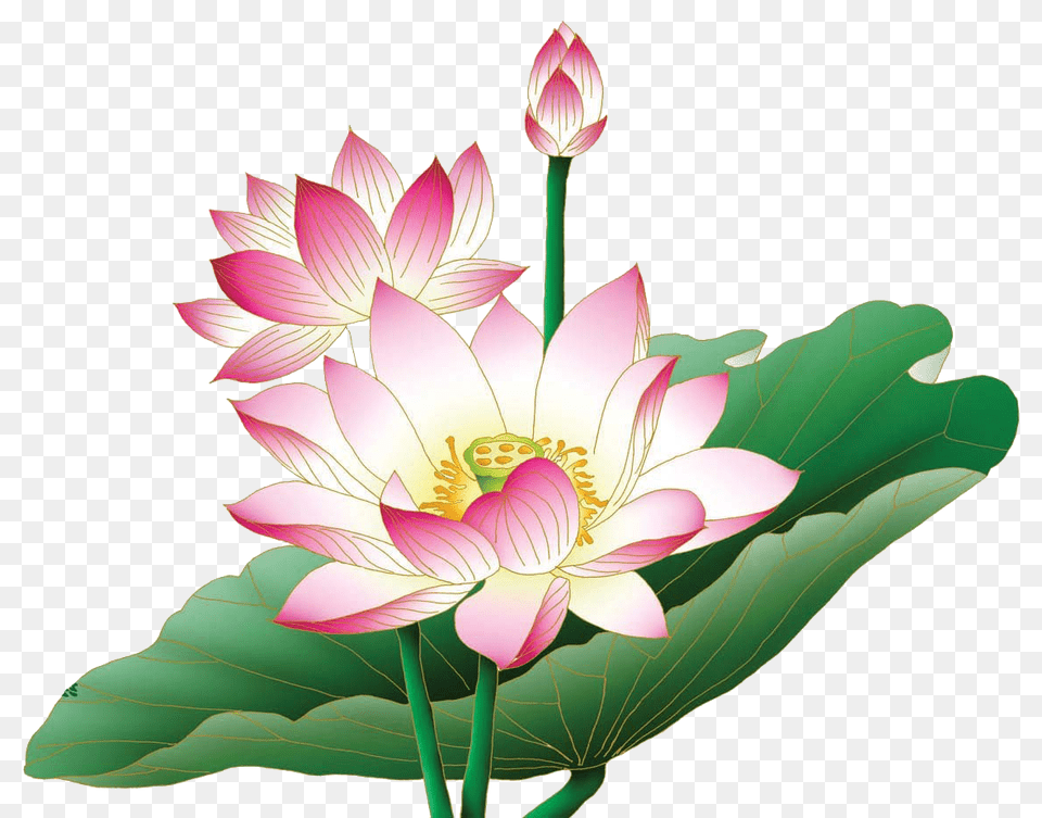 Lotus Clip Art Lotus Flower Hd, Dahlia, Plant, Lily, Anther Png