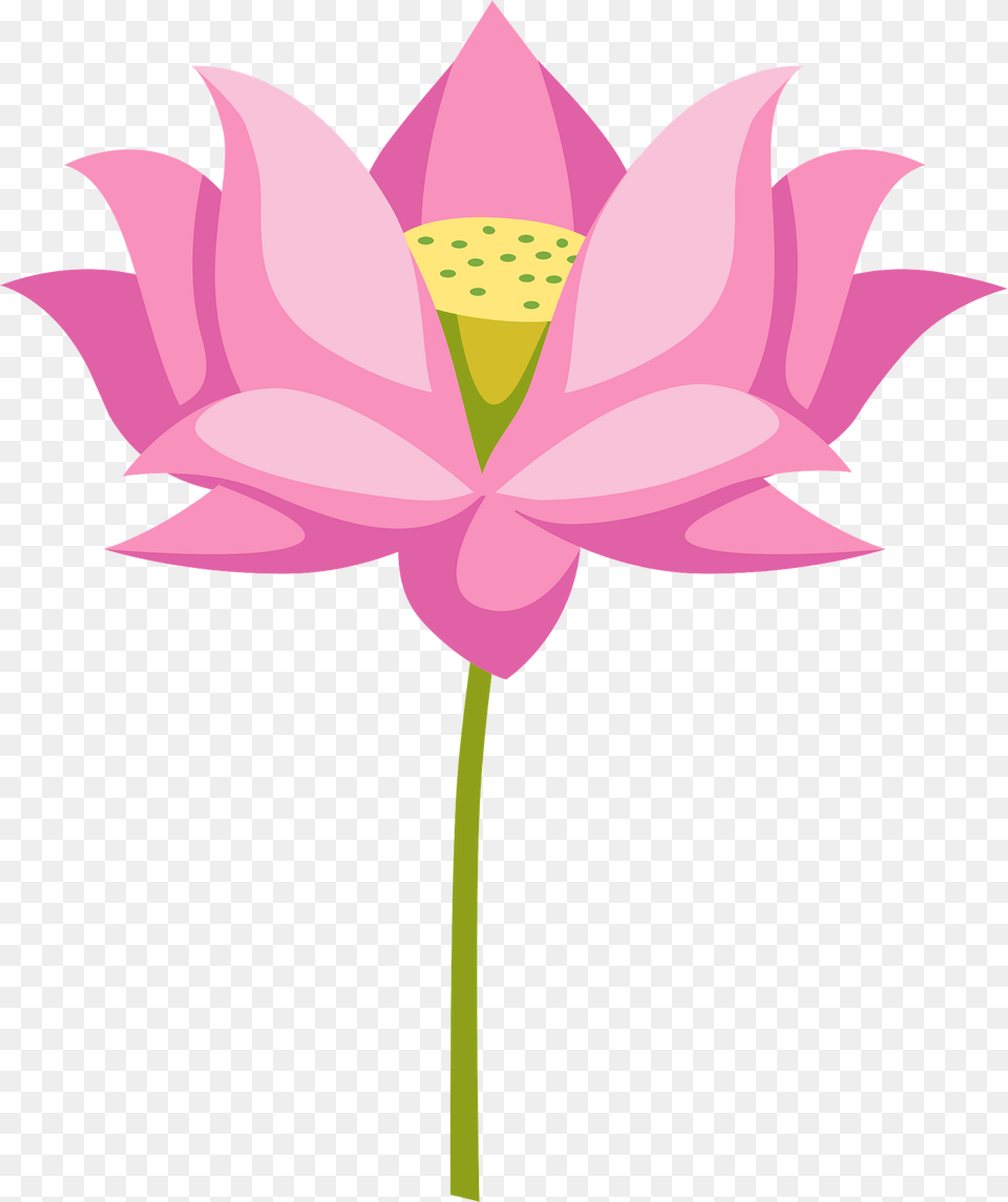 Lotus Clipart, Flower, Petal, Plant, Lily Free Png
