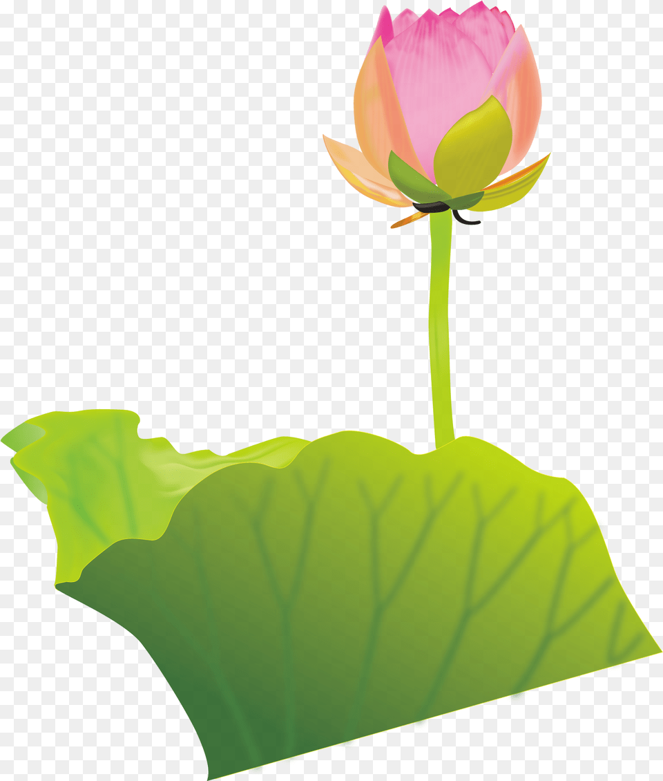 Lotus Clipart Australian Flower Clip Art, Plant, Rose, Bud, Leaf Free Png Download