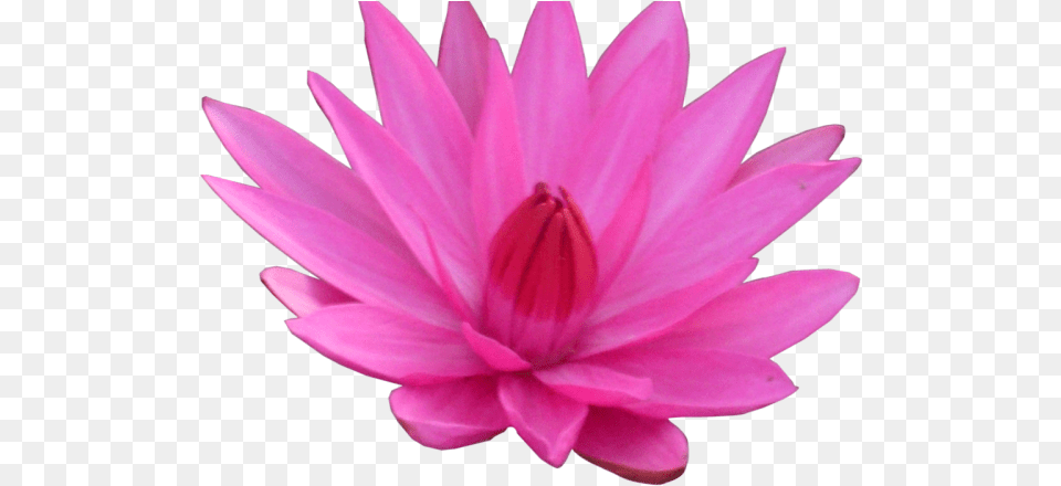 Lotus Clipart Transparent Background Lotus Transparent, Dahlia, Flower, Plant, Lily Free Png
