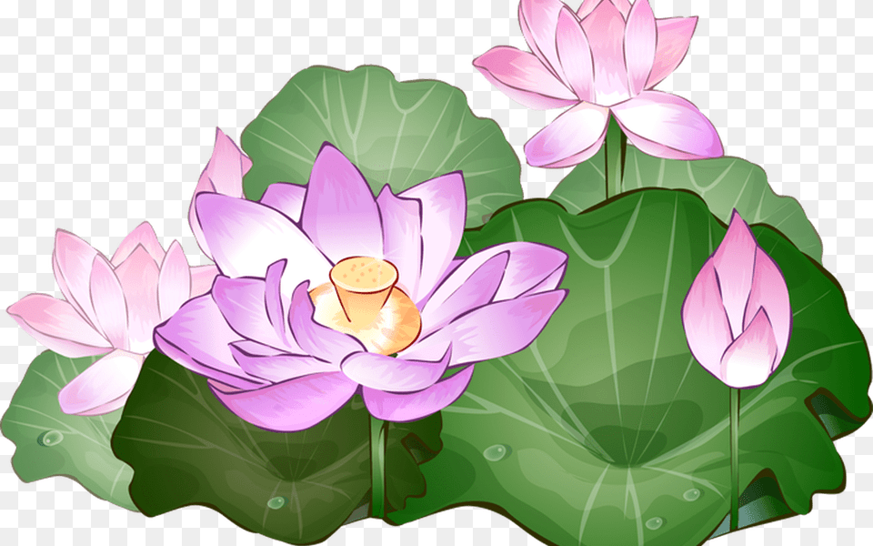 Lotus Clipart Transparent Pencil And In Color Lotus Lotus Flower Art Plant, Lily, Pond Lily Free Png
