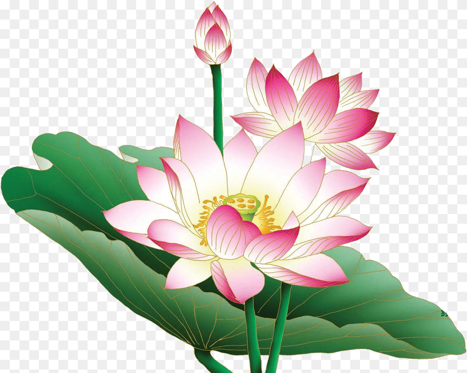 Lotus Desktop Background, Anther, Flower, Plant, Dahlia Free Png Download