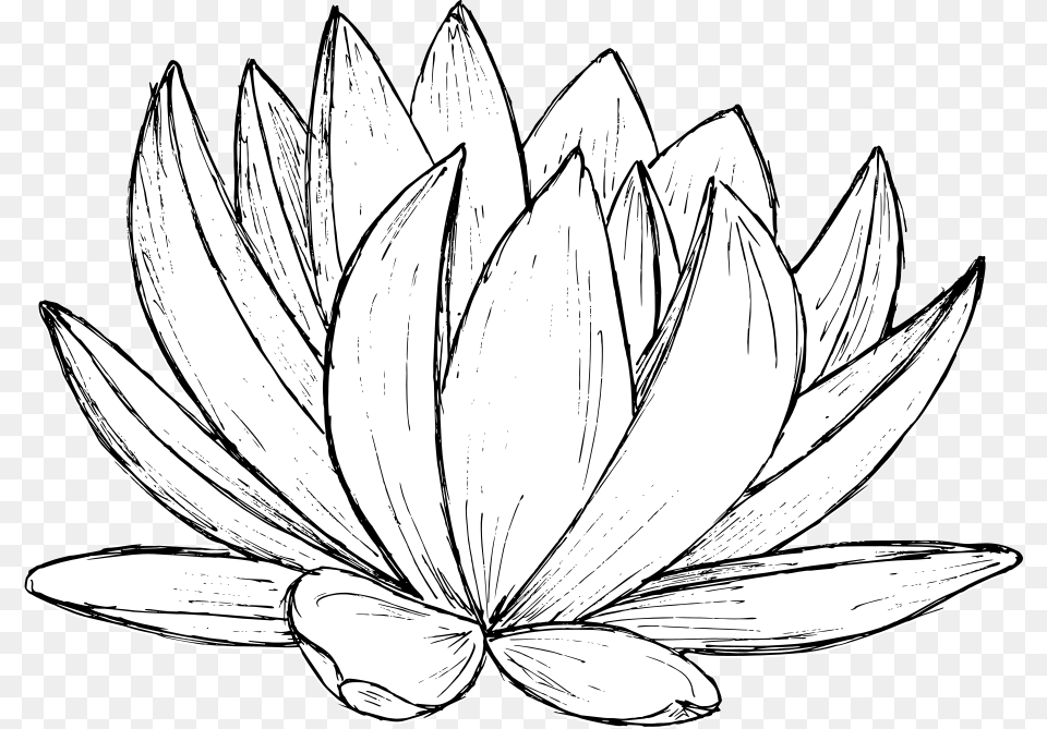 Lotus Drawing 1 Sacred Lotus, Daisy, Flower, Plant, Art Free Png Download
