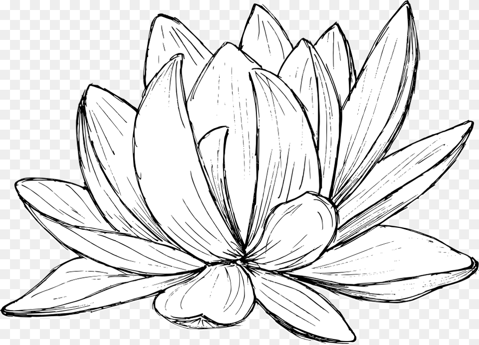 Lotus Drawing 2 Sacred Lotus, Dahlia, Flower, Plant, Art Free Transparent Png